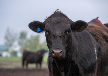 A black cow with SenseHub blue ear tags stands in a grassy field