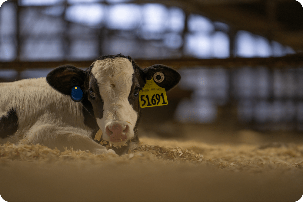 Calf with tags on its ears
