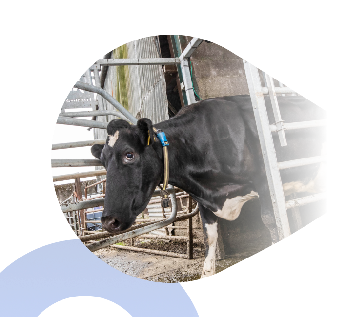 A cow standing in a pen