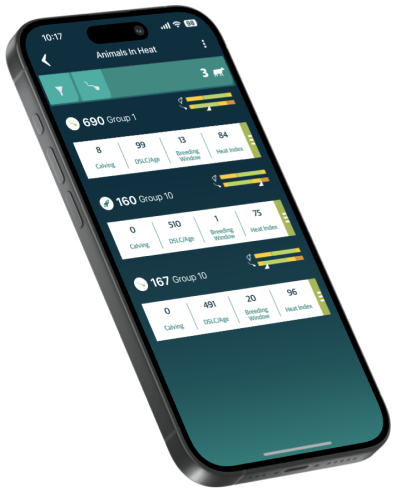 Cow Calf banner with a mobile showing data and an image of a cow with SenseHub ear tag on its ear