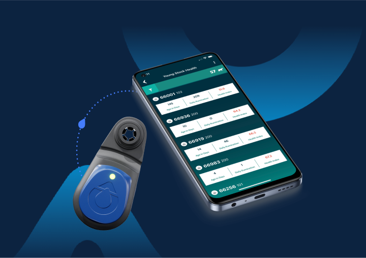 blue eartag with a mobile phone screen shows youngstock info