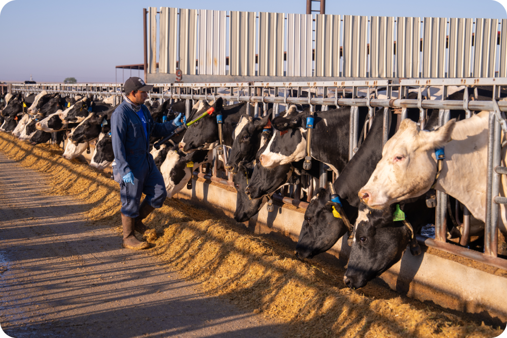 Cow owner is giving foods to his cows