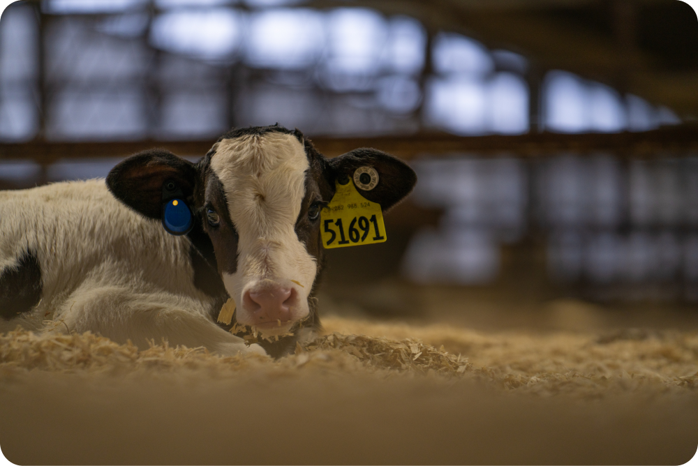 Calf with tags on its ears
